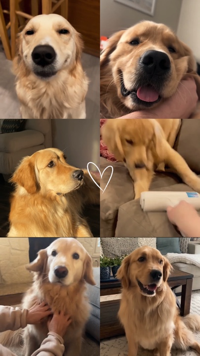 Meu cachorro