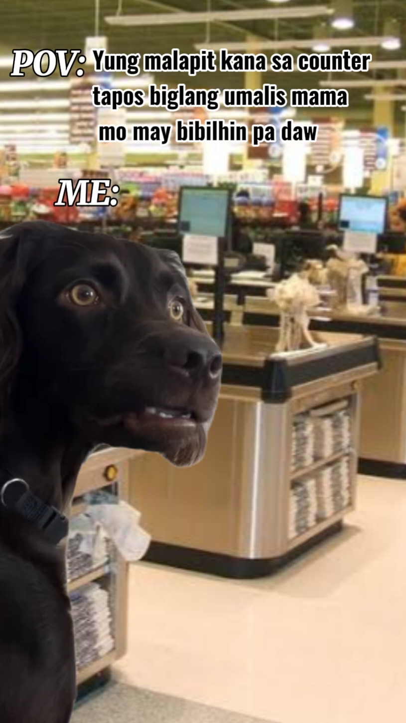 funny black dog