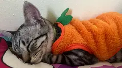 Cattemplate
