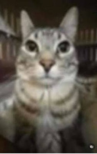 pusa