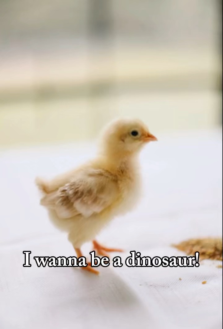 dinozor nuggy 