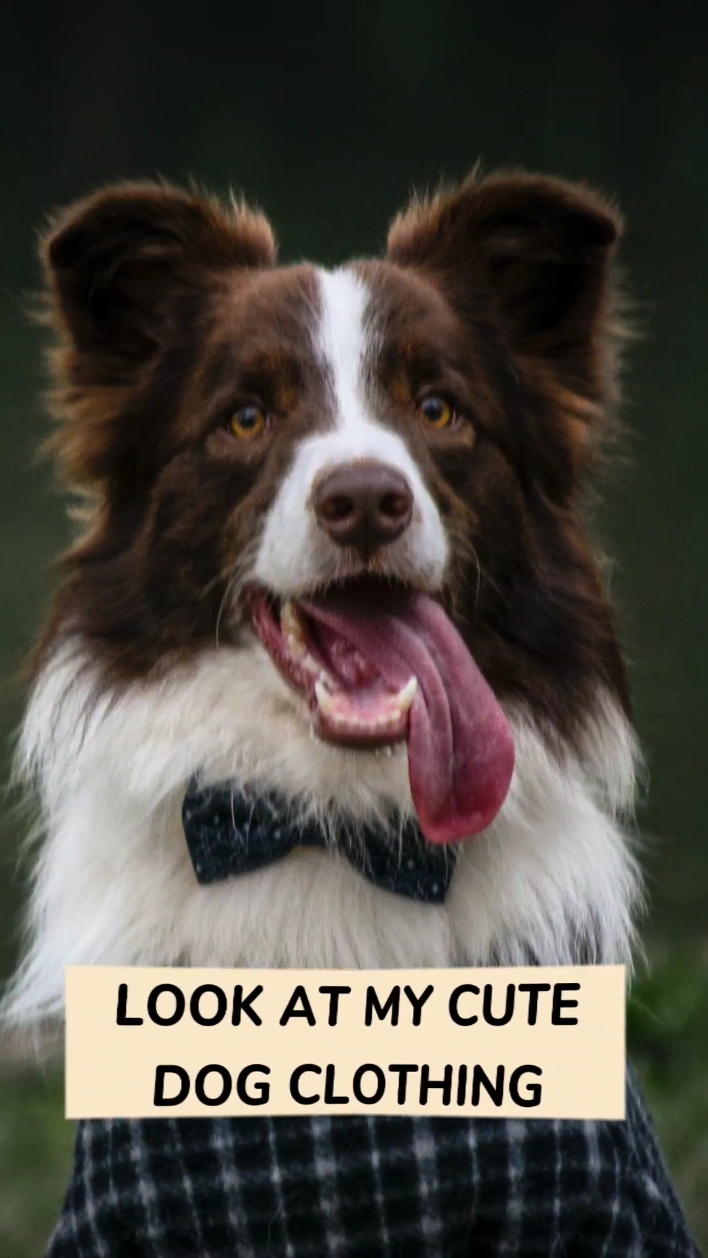 Pet Clothes Promotion in Beat Matching Tiktok Style
