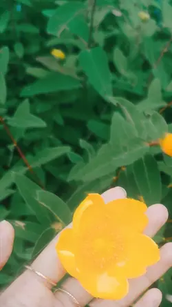 1pic 