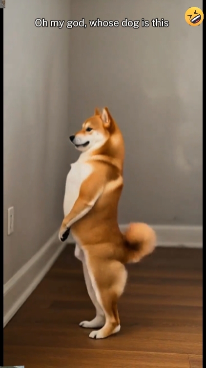 Funny Dance Dog