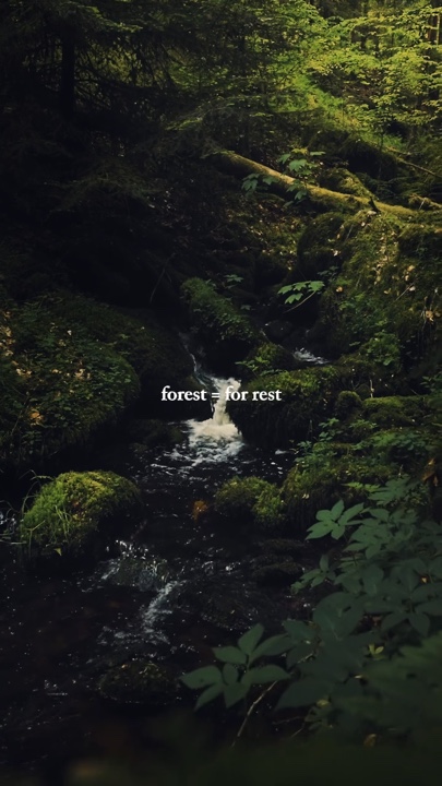 Floresta para descanso