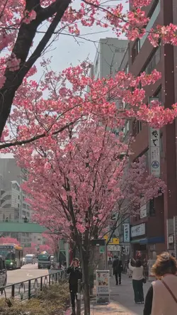 SAKURA 🌸🌸