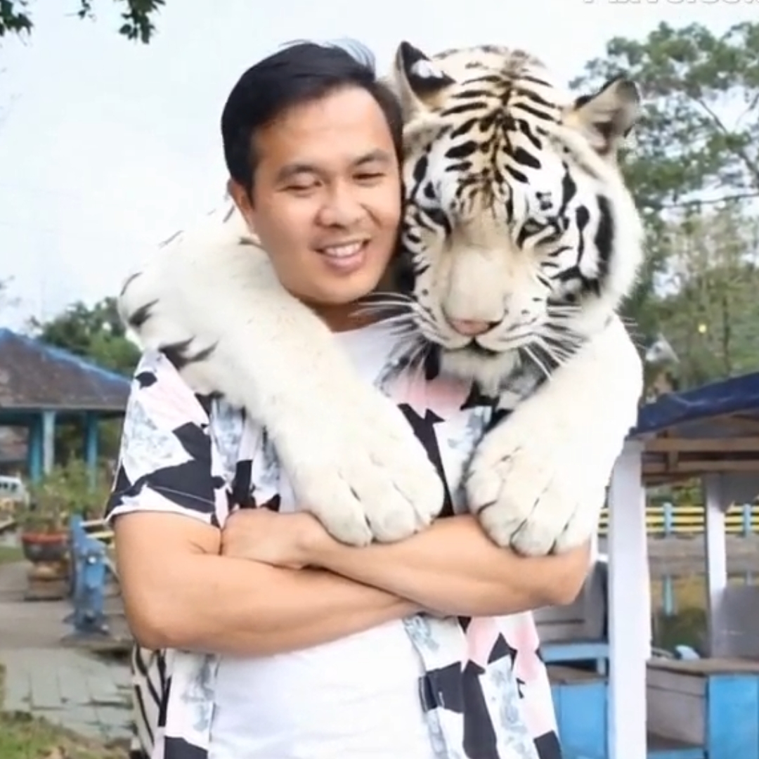 Dipeluk harimau 