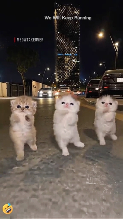 Katze lustig