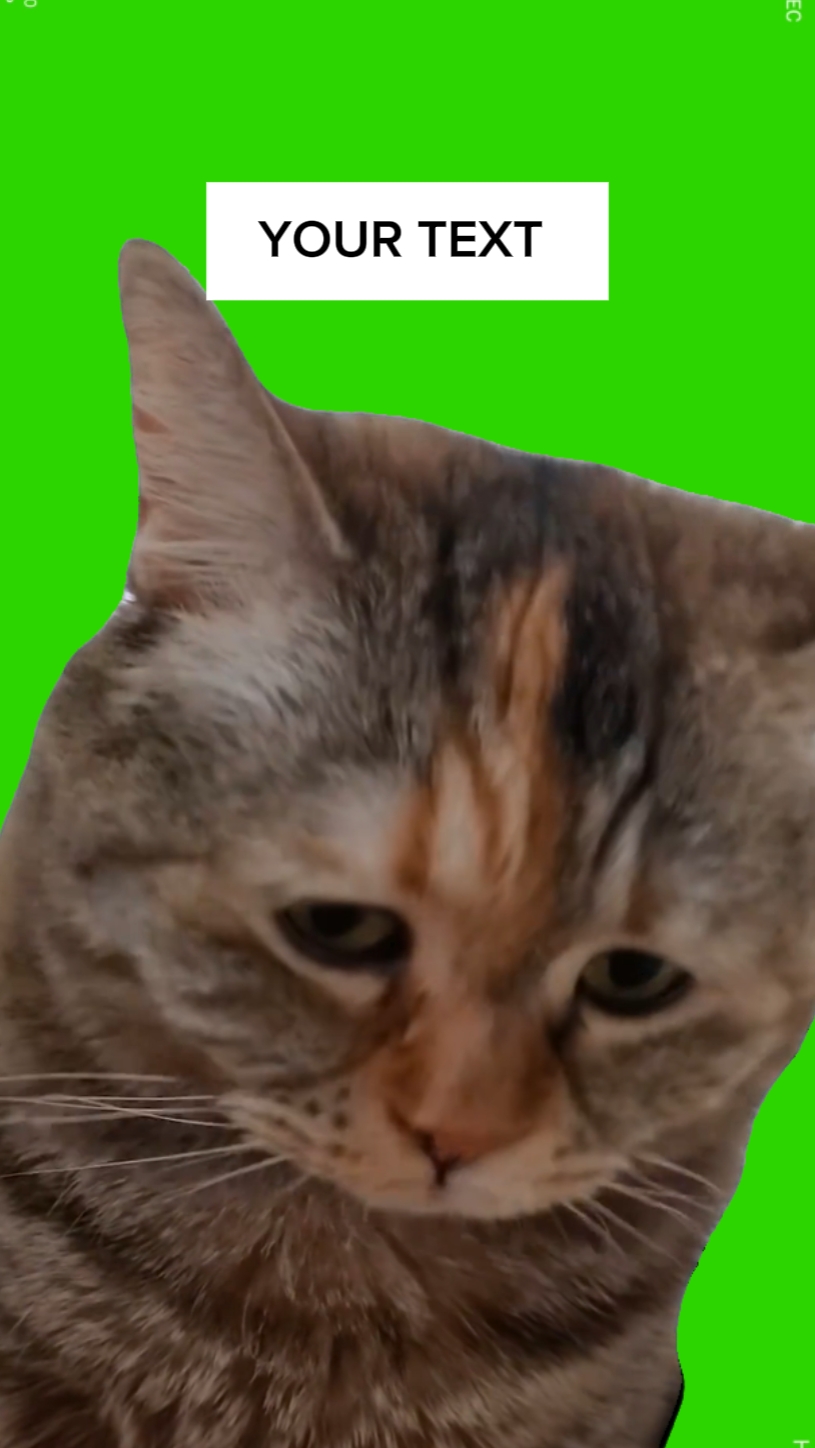 Katze Meme