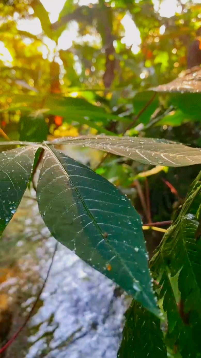 Vibrações da natureza