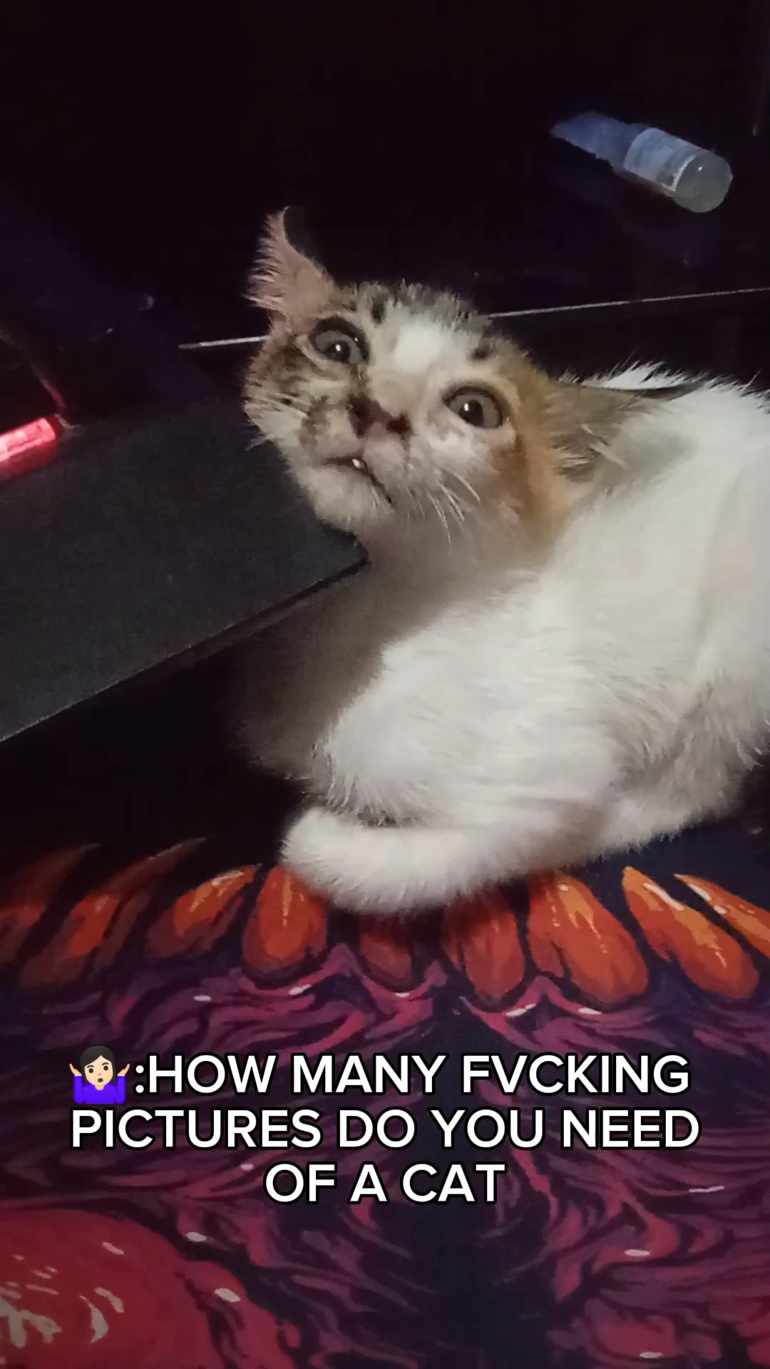 Flex ur cat!