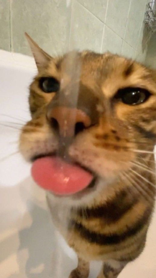 tren suara kodok JJ