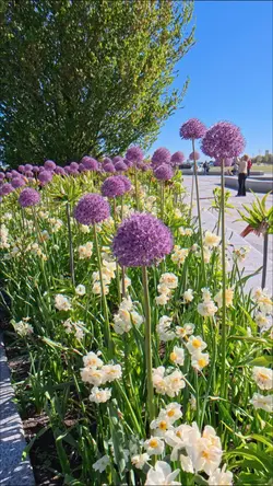 Keukenhof 