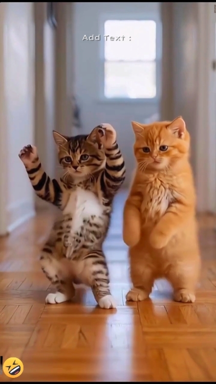 Süße Katze;