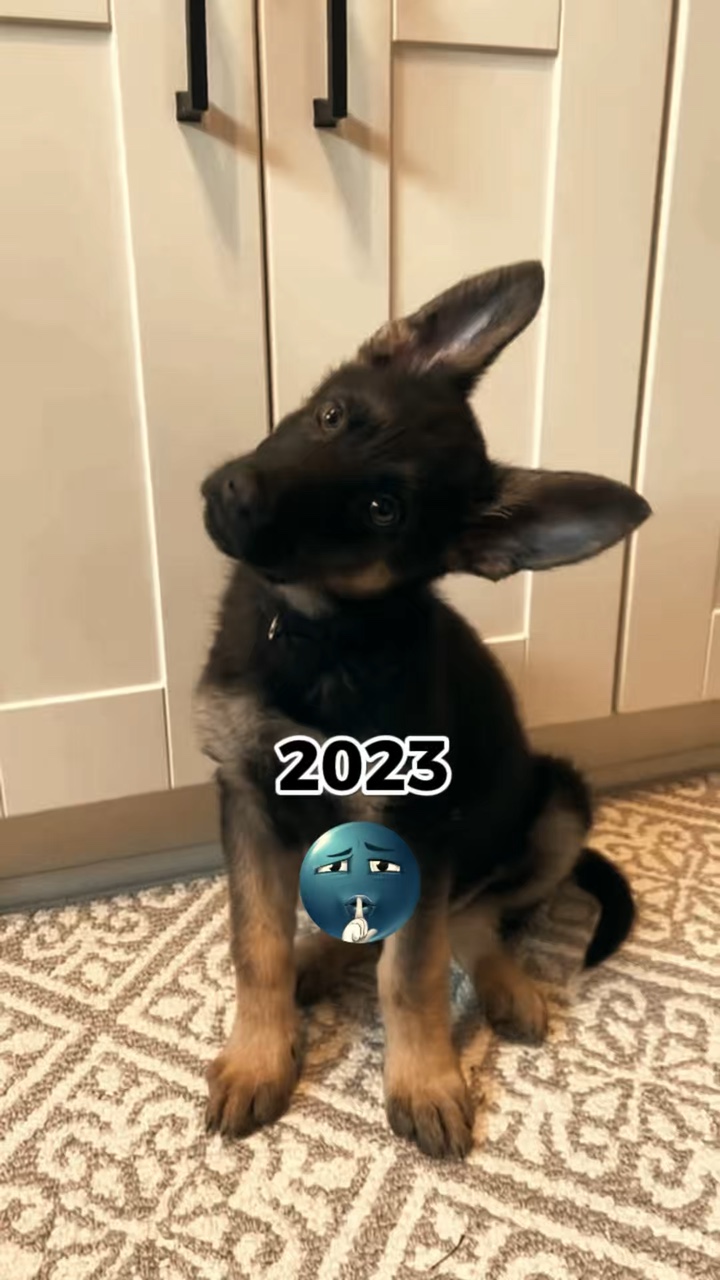 My Dog 