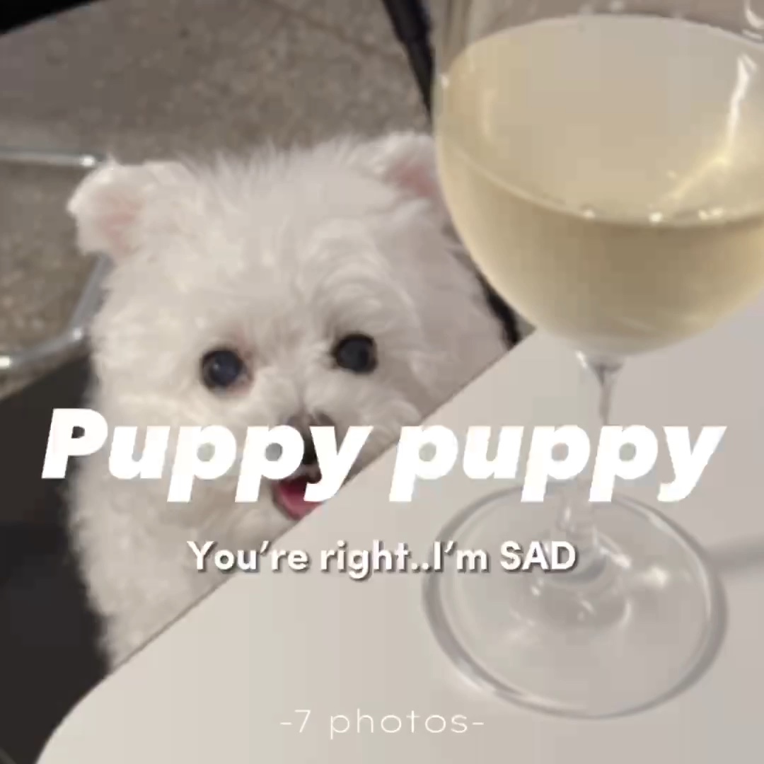 강아지 강아지 🐶 