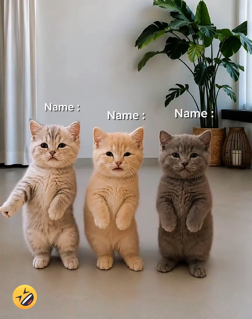 Tendance du chat dansant 