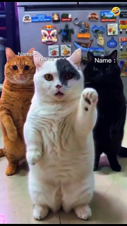 Dans Eden Kedi Trendi 