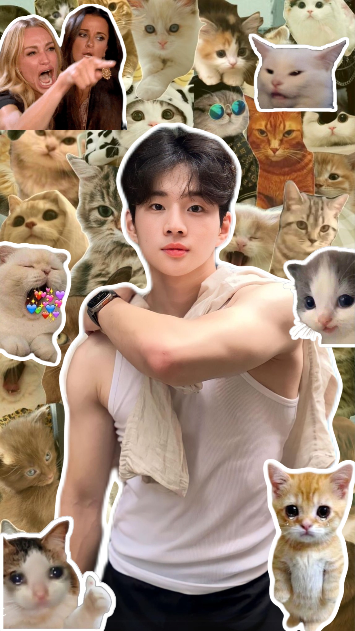 Cutie Cats