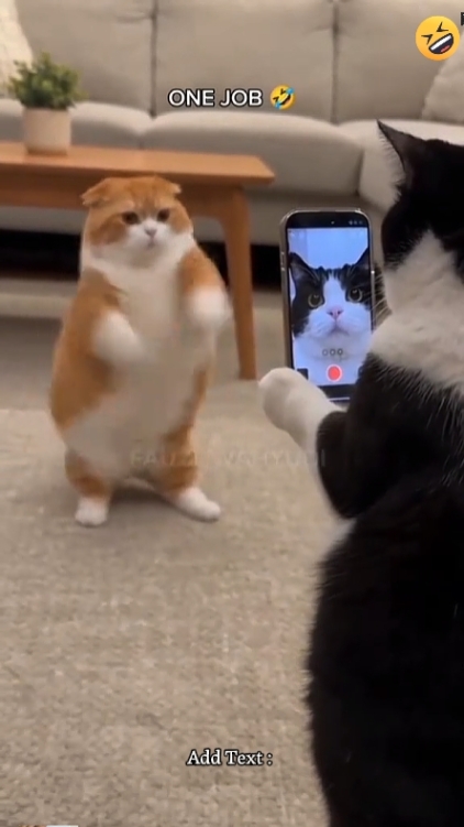 재미있는 고양이. 