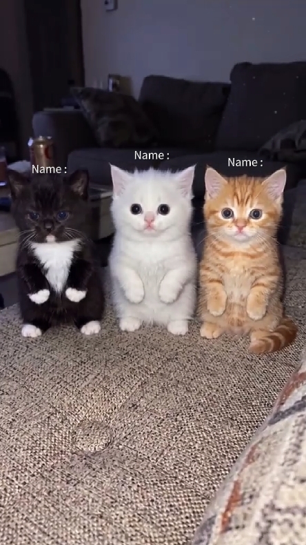 Tanz Katze Trend
