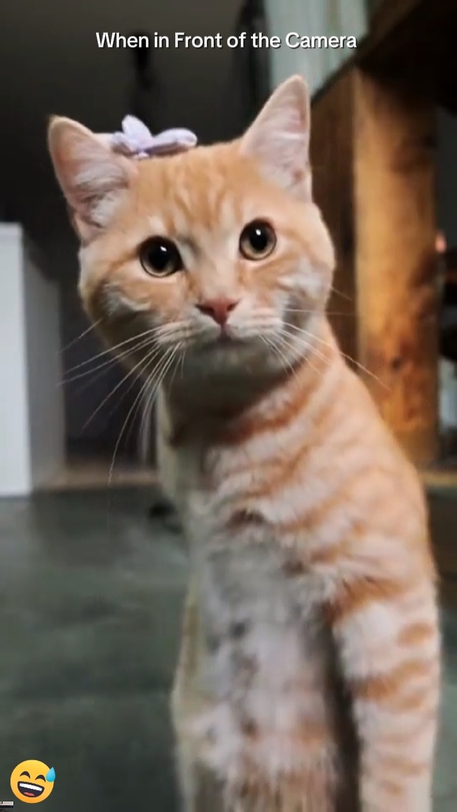 Tendencia del gato 