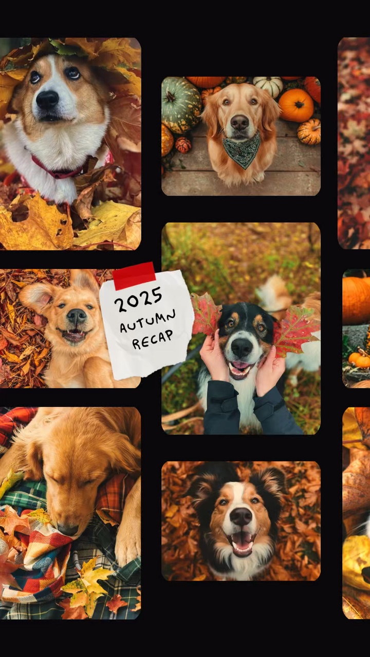 Herbst 2025 Hund