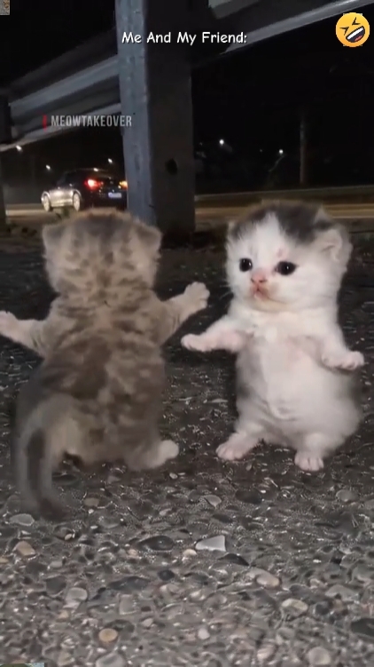 catTrend Tari Lucu