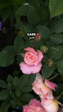 SABR 