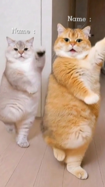 Gato de baile divertido. 