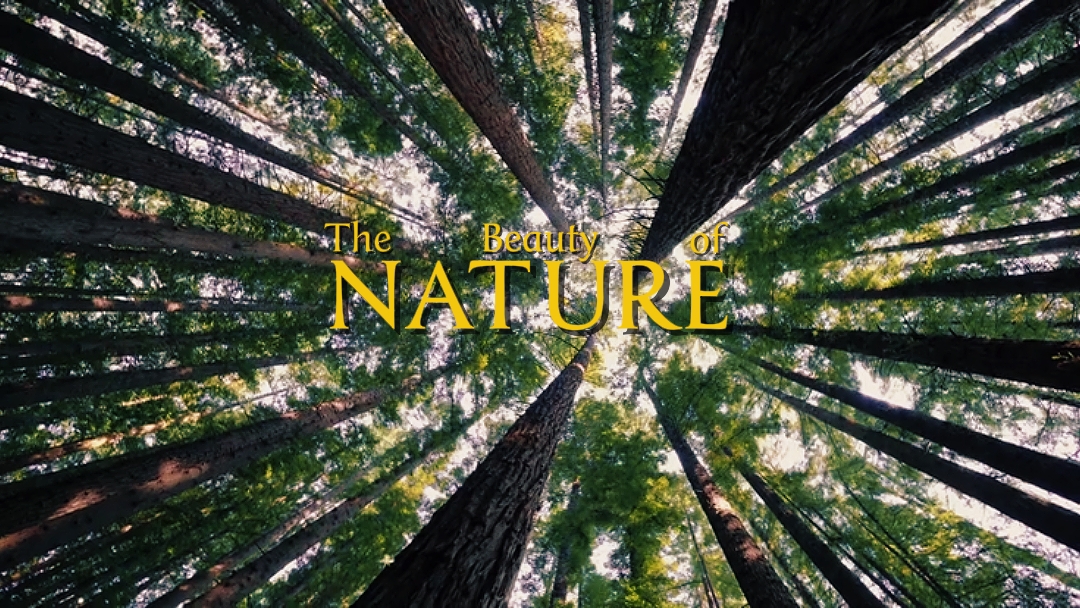 The beauty of nature