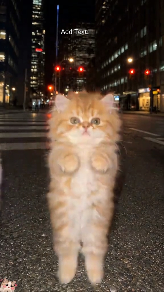 Funny Dance cat 