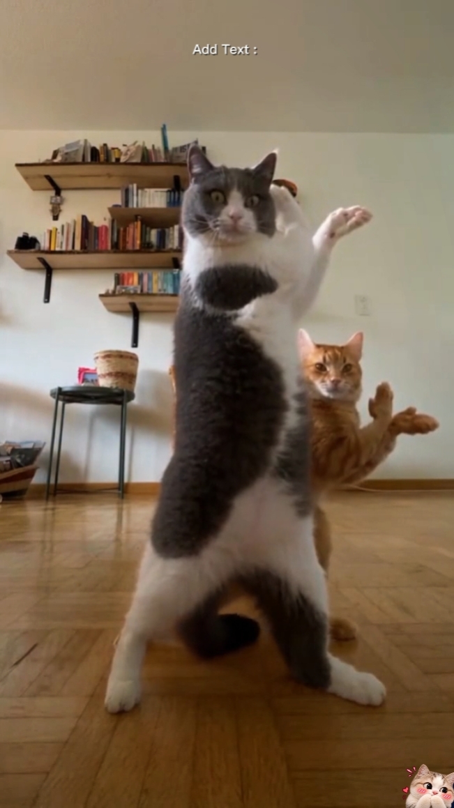 Dance cat Trend 
