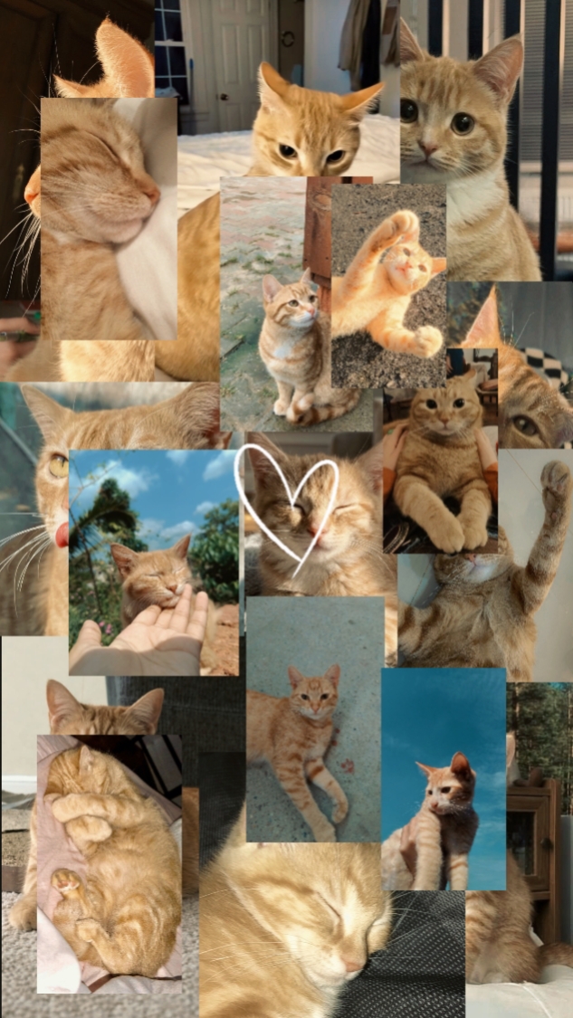 Momento del Gato
