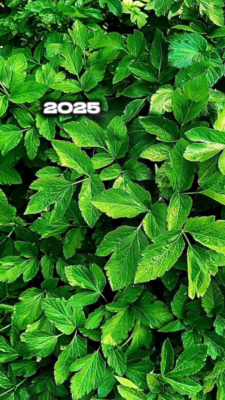 2025 vs 2026