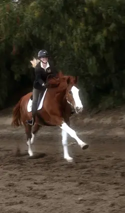 Chestnut Sabino