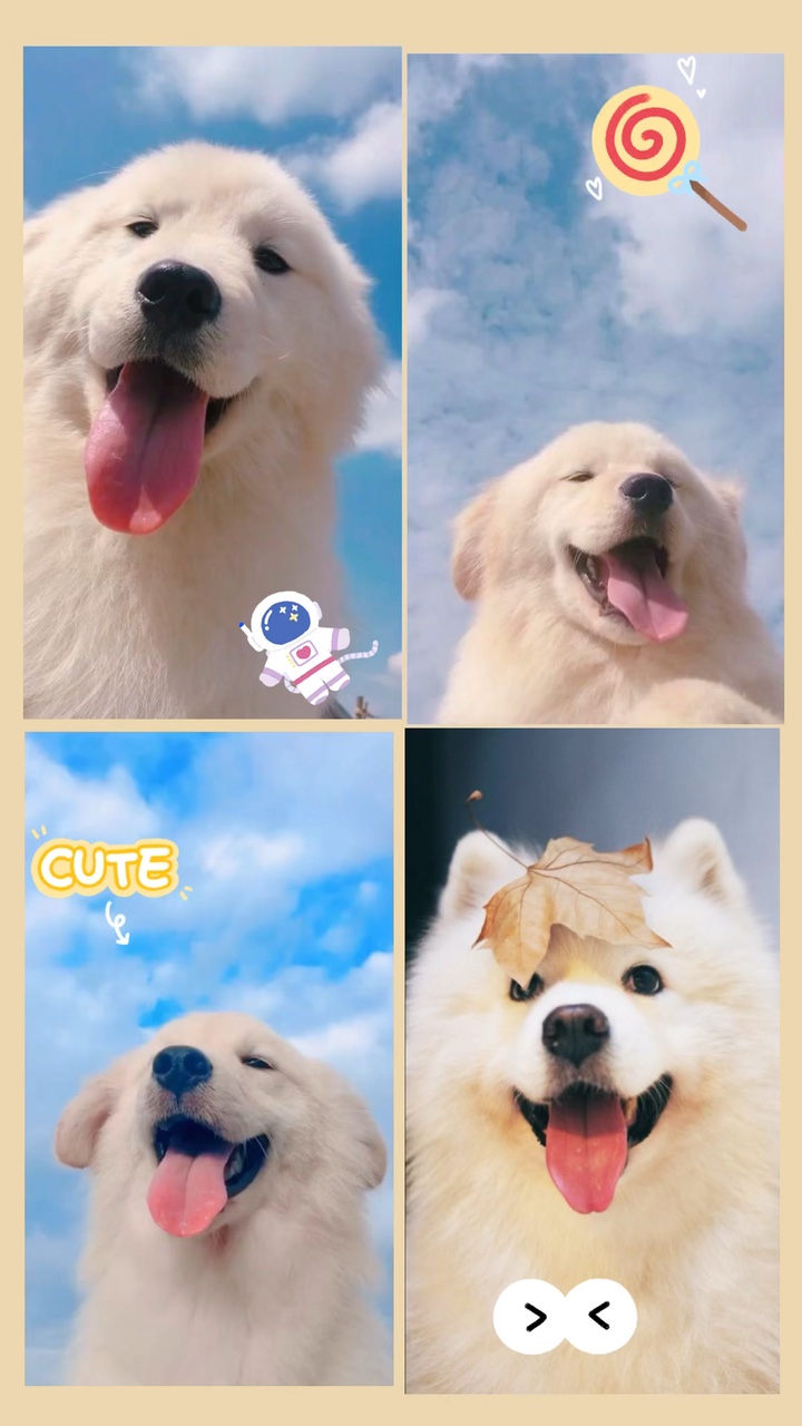Mẫu 4 ảnh 