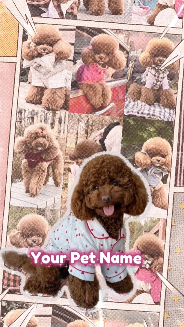Dog Introduction
