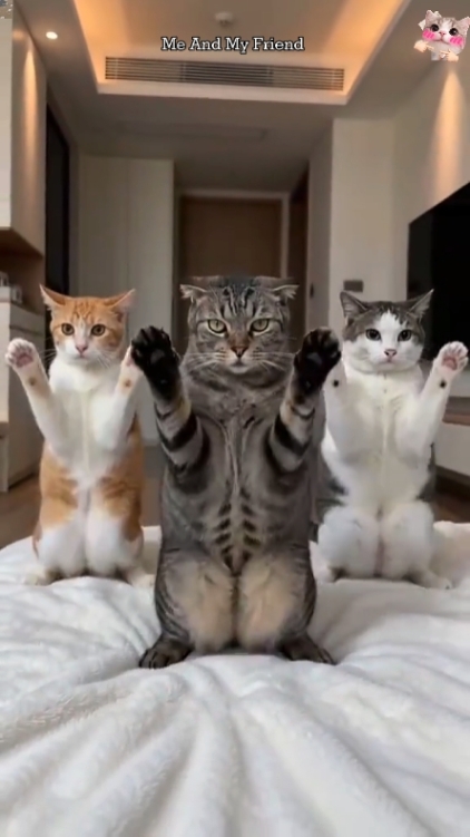 Funny Cat.. 
