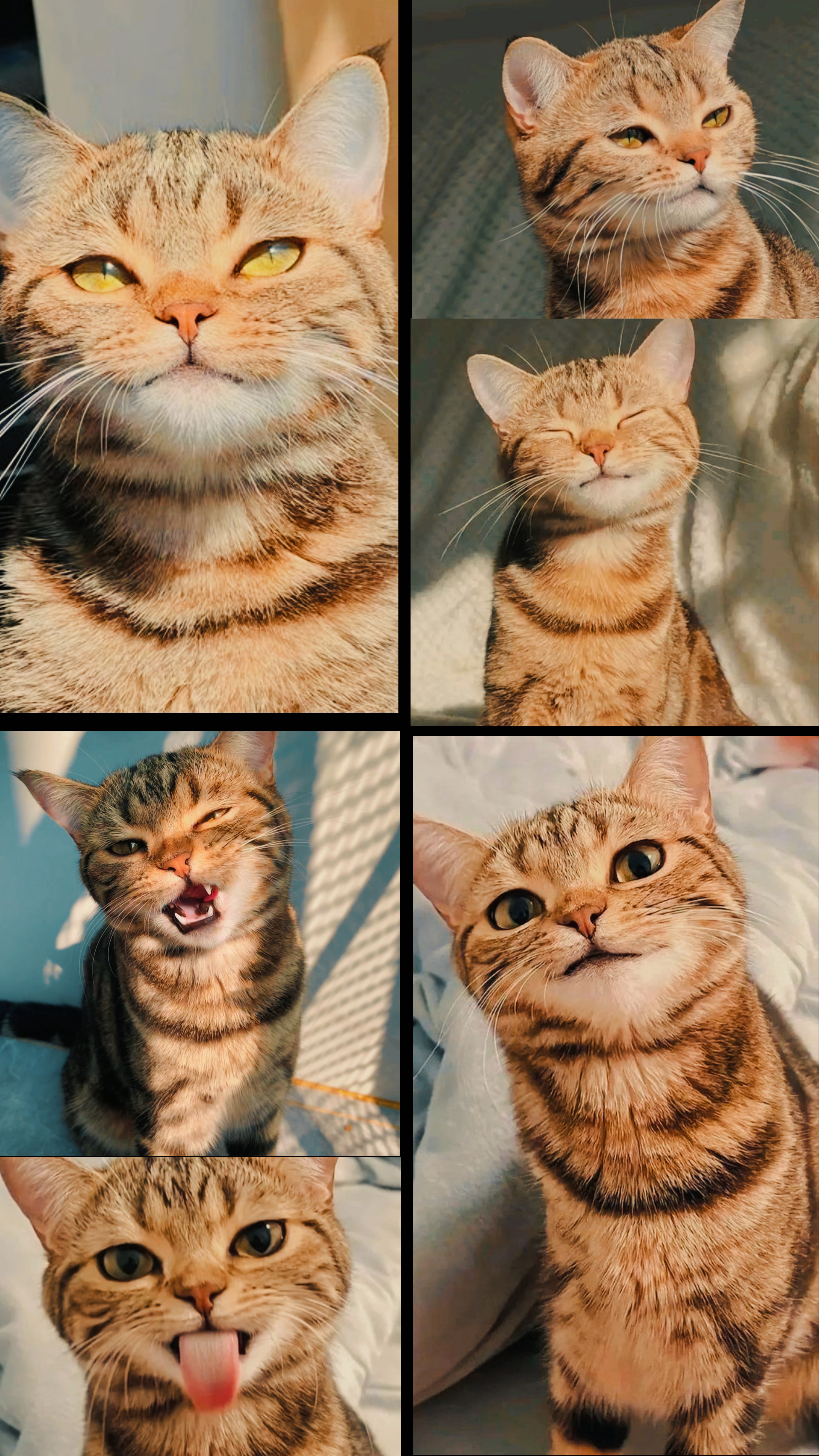 Lindo gato 