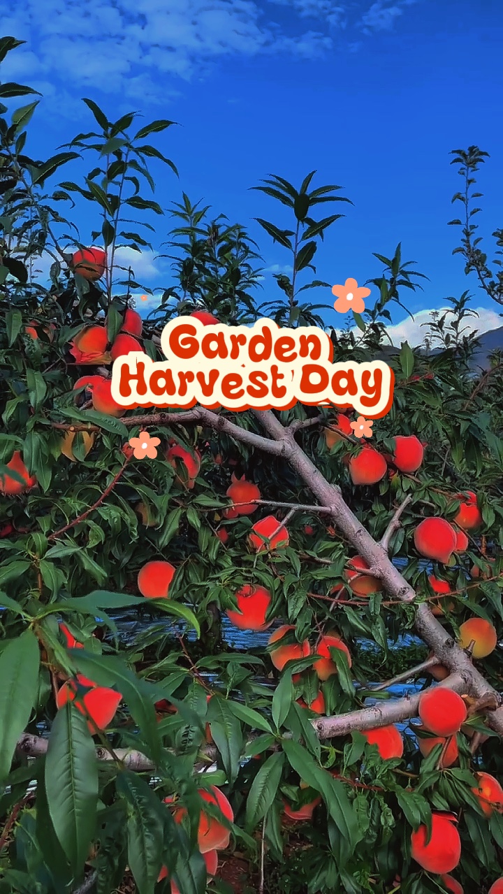Harvest Day
