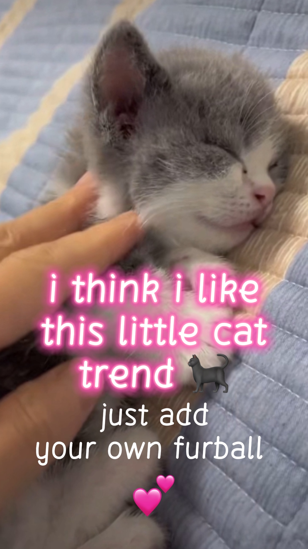 kucing kecil ini