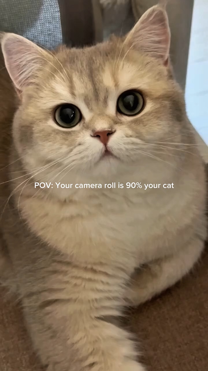POV: amantes de gatos