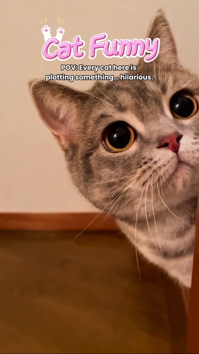 Kucing Lucu 🇺🇸
