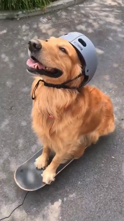 Köpeğim.