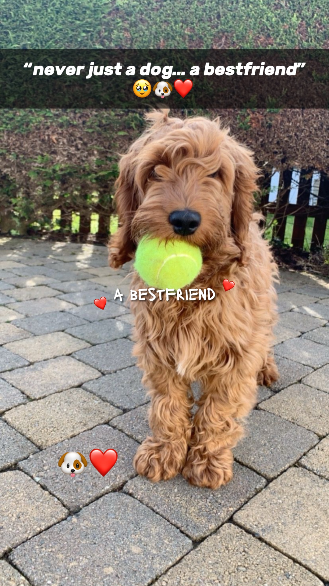 Un mejor amigo 🐶❤️