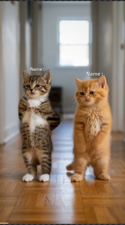 Funny Dance Cat. 