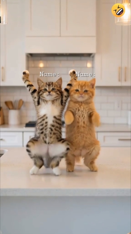Cute Cat, 