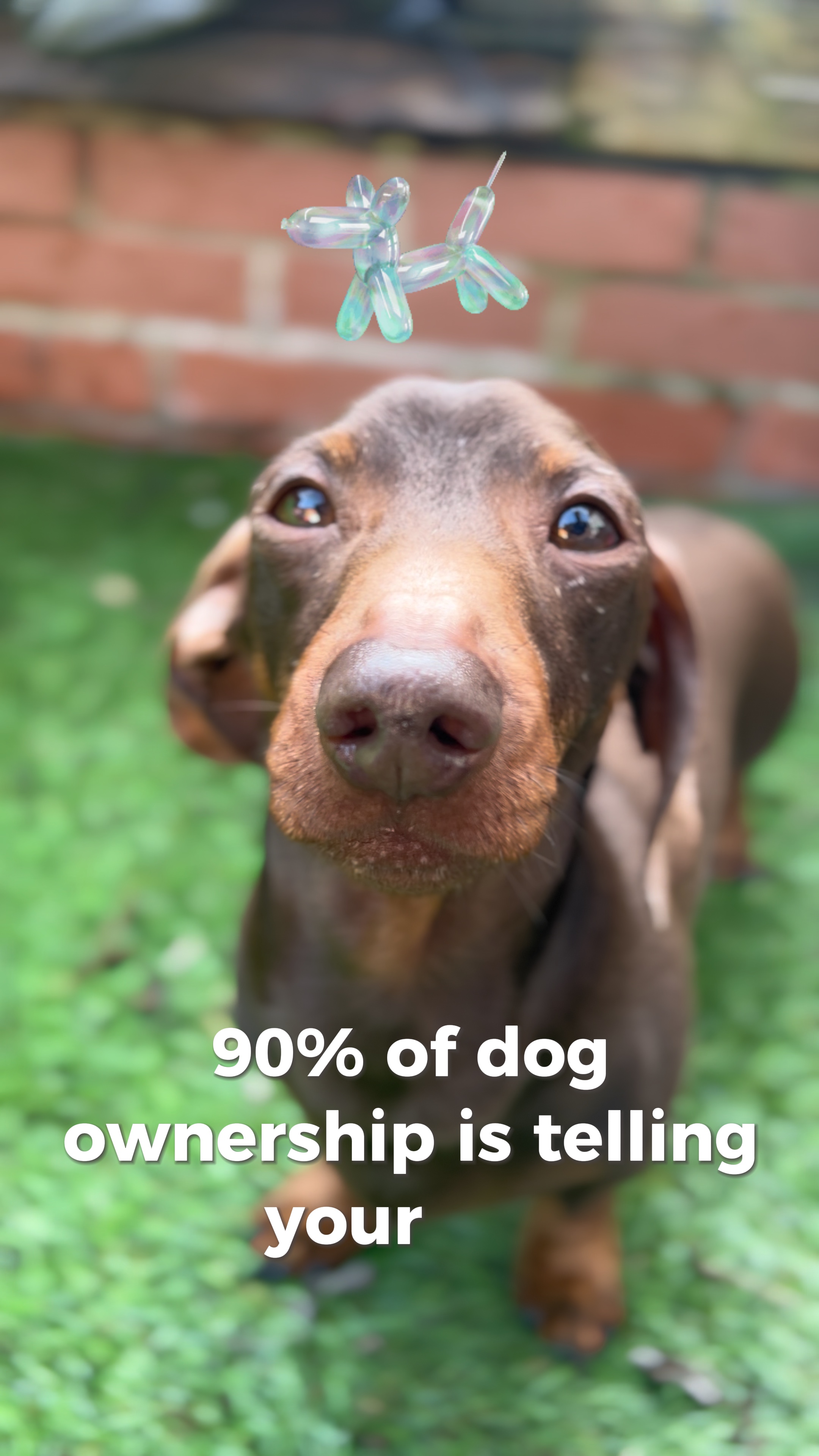 90% des Hundebesitzes