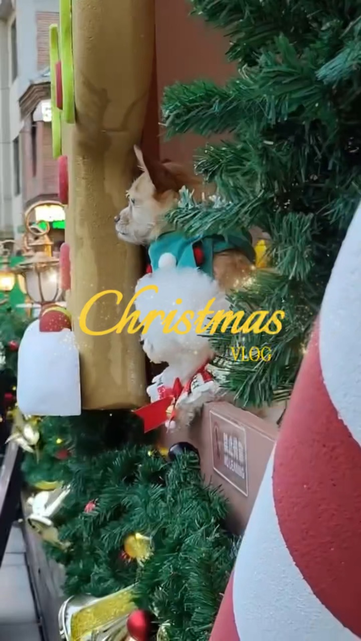 Christmas pet
